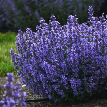 Katzenminze (Nepeta) Cat's Pajamas