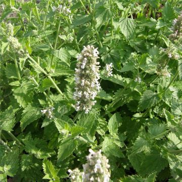 Echte Katzenminze (Nepeta cataria) 