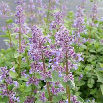 Großblumige Katzenminze (Nepeta grandiflorum) Summer Magic