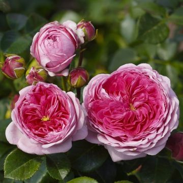 Nostalgie-Edelrose (Züchterrose) Modern Art