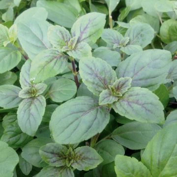 Zimtiges Basilikum (Ocimum basilicum) African Blue