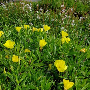 Teppich-Nachtkerze (Oenothera missouriensis syn. macrocarpa) 