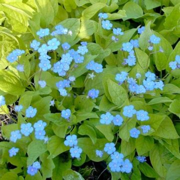 Gedenkemein (Omphalodes verna)