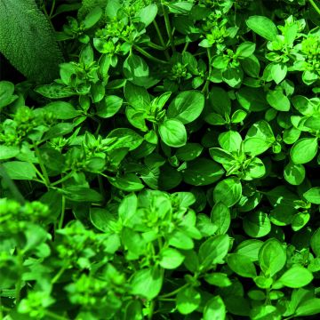 Oregano (Origanum vulgare) Hot & Spicy