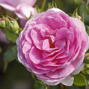 Duftrose (Züchterrose) Ozeana