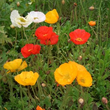 Islandmohn (Papaver nudicaule) Pop UP Mix