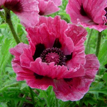 Türkischer Mohn (Papaver orientale) Bolero