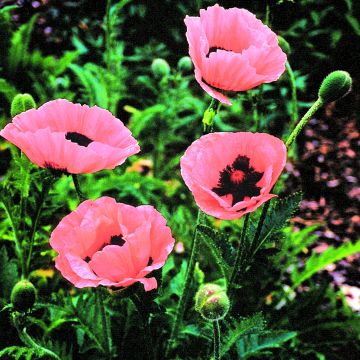 Türkischer Mohn (Papaver orientale) Princess Victoria Louise