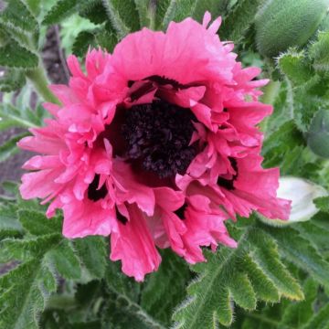 Türkischer Mohn (Papaver orientale) Pink Perfection