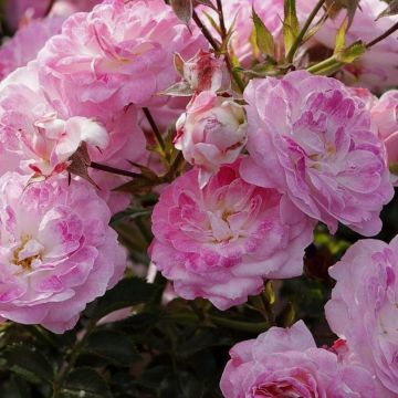 Patio-Rose (Züchterrose) Pinocchio