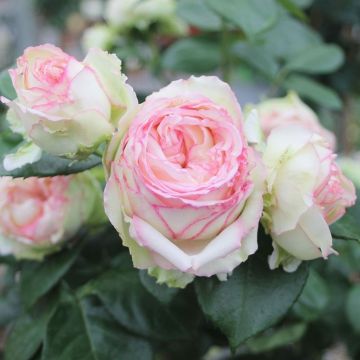 Patio-Rose (Züchterrose) Biedermeier