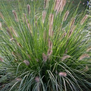 Lampenputzergras (Pennisetum alopecuroides) Hameln