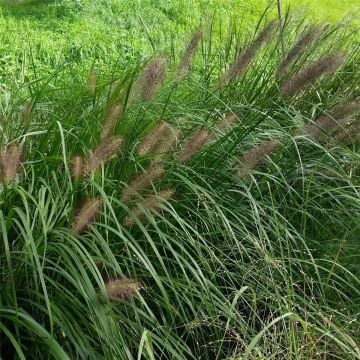 Federborstengras (Pennisetum alopecuroides var. viridescens) 