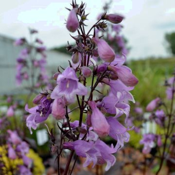 Fingerhut-Bartfaden (Penstemon digitalis) Pocahontas