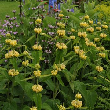 Russels Brandkraut (Phlomis russeliana)