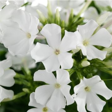 Flammenblume (Phlox paniculata) EARLY White