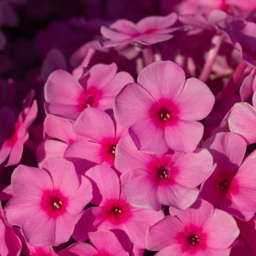Flammenblume (Phlox paniculata) FAMOUS Pink