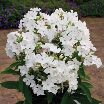 Flammenblume (Phlox) Famous 'White'