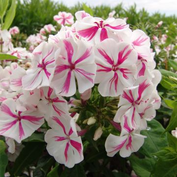 Hohe Flammenblume (Phlox paniculata) Twister