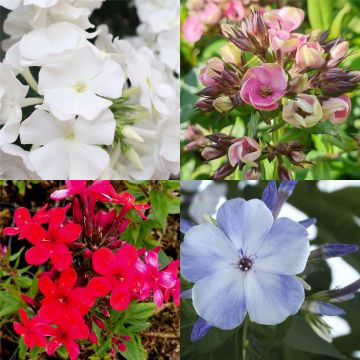 10 Pflanzen Flammenblume (Phlox) Mix