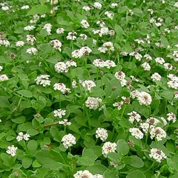 Teppich-Verbene (Phyla nodiflora) Summer Pearls