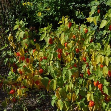 Lampionblume (Physalis franchetii) 