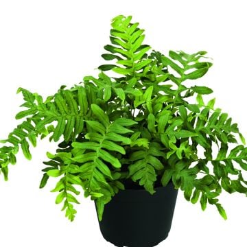 Tüpfelfarn (Polypodium vulgare) 