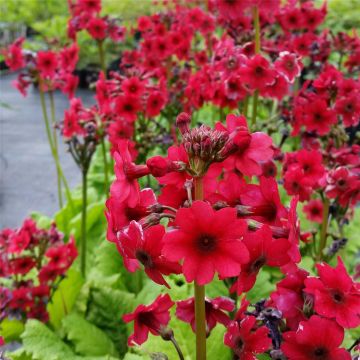 Japanische Etagenprimel (Primula japonica) Millers Crimson