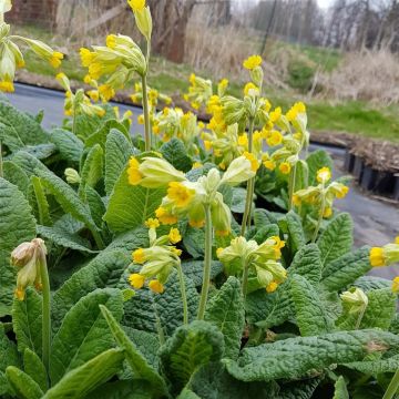 Echte Schlüsselblume (Primula veris) Bright Deep Yellow