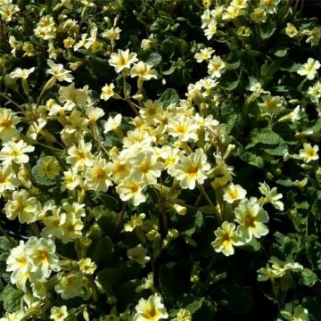 Kissenprimel (Primula vulgaris ) 