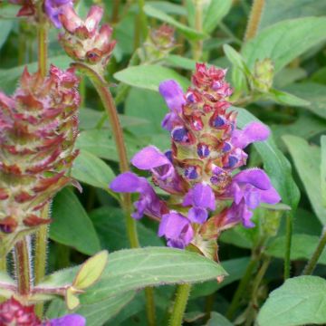 Kleine Braunelle (Prunella vulgaris) 