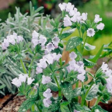 Lungenkraut (Pulmonaria saccharata) Opal