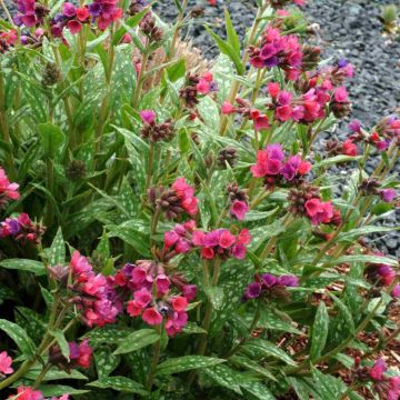 Lungenkraut (Pulmonaria saccharata) Raspberry Splash