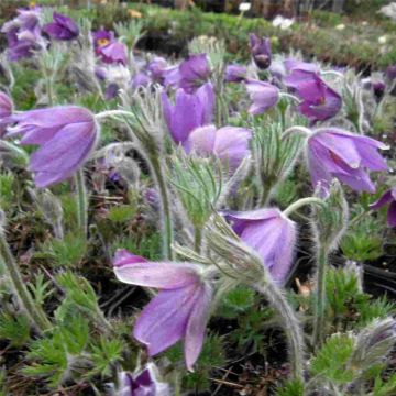 Küchenschelle (Pulsatilla vulgaris) Blaue Glocke