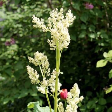 Chinesischer Rhabarber (Rheum officinale)