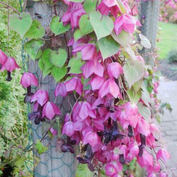 Purpur-Glockenwinde / Rosenkelch (Rhodochiton atrosanguineum) Purple Bell