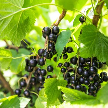 Schwarze Johannisbeere (Ribes nigrum) SUMMER PEARLS Patio Black