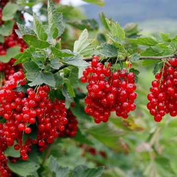 Rote Johannisbeere (Ribes rubrum) SUMMER PEARLS Red