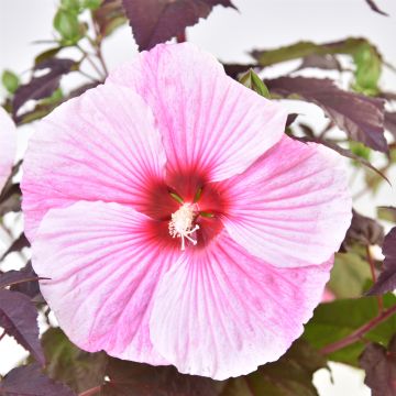 Riesen-Hibiskus (Hibiscus moscheutos) SUMMERIFIC Starry Starry Night