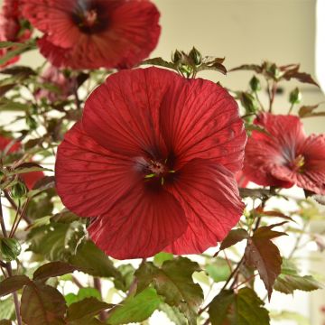 Riesen-Hibiskus (Hibiscus moscheutos) SUMMERIFIC Holy Grail