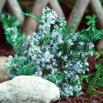 Echter Rosmarin (Rosmarinus officinalis) Blue Winter