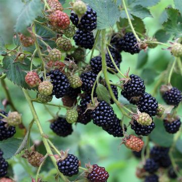 Kompakte Brombeere (Rubus fruticosus) COOLARIS Patio Black