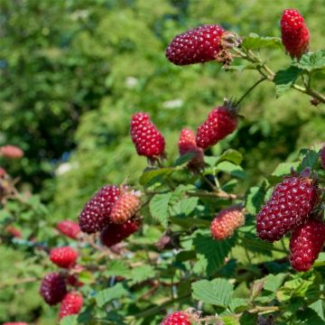 Dornenlose Himbeere (Rubus idaeus) SUMMER LOVERS Garden Red