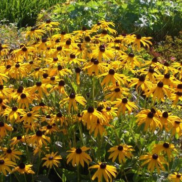 Gelber Sonnenhut  (Rudbeckia fulgida ) Goldsturm