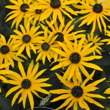 Sonnenhut (Rudbeckia fulgida) Forever Gold