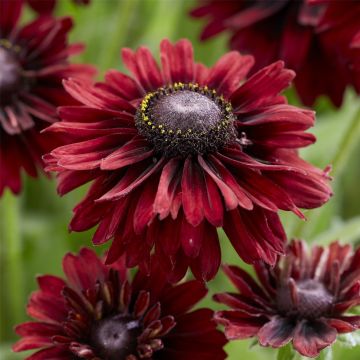 Rauher Sonnenhut (Rudbeckia hirta) ENCHANTED Velvet Flame