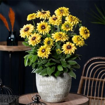 Rauher Sonnenhut (Rudbeckia hirta) Rudy Double Yellow Lemon