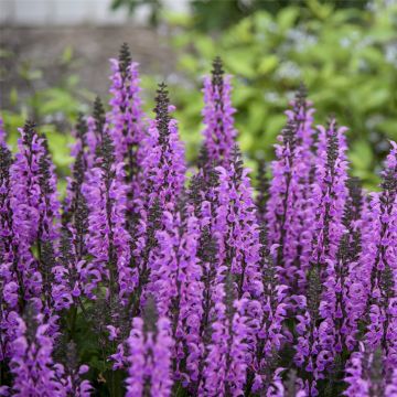 Salbei (Salvia) COLOR SPIRES Back to the Fuchsia