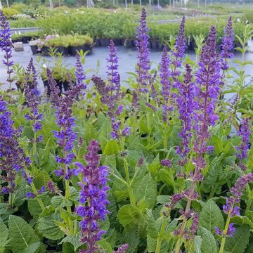 Salbei (Salvia nemorosa ) Mainacht