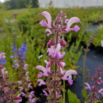 Wiesensalbei (Salvia pratensis) BALLET Rose Rhapsody